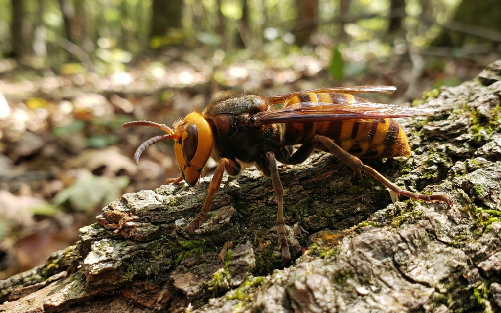 Giant Asian Hornet (Vespa mandarinia) borneo