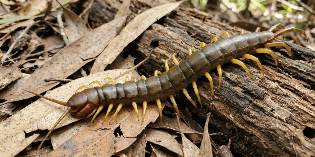 Giant Centipede (Ethmostigmus rubripes) Australia