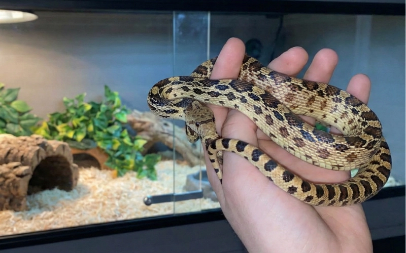 Gopher Snake (Pituophis catenifer)