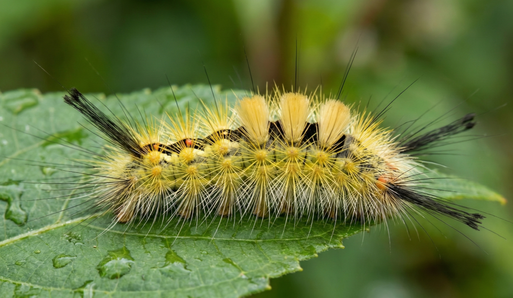 Hairy Tussock Moth Caterpillar (Calliteara horsfieldii)