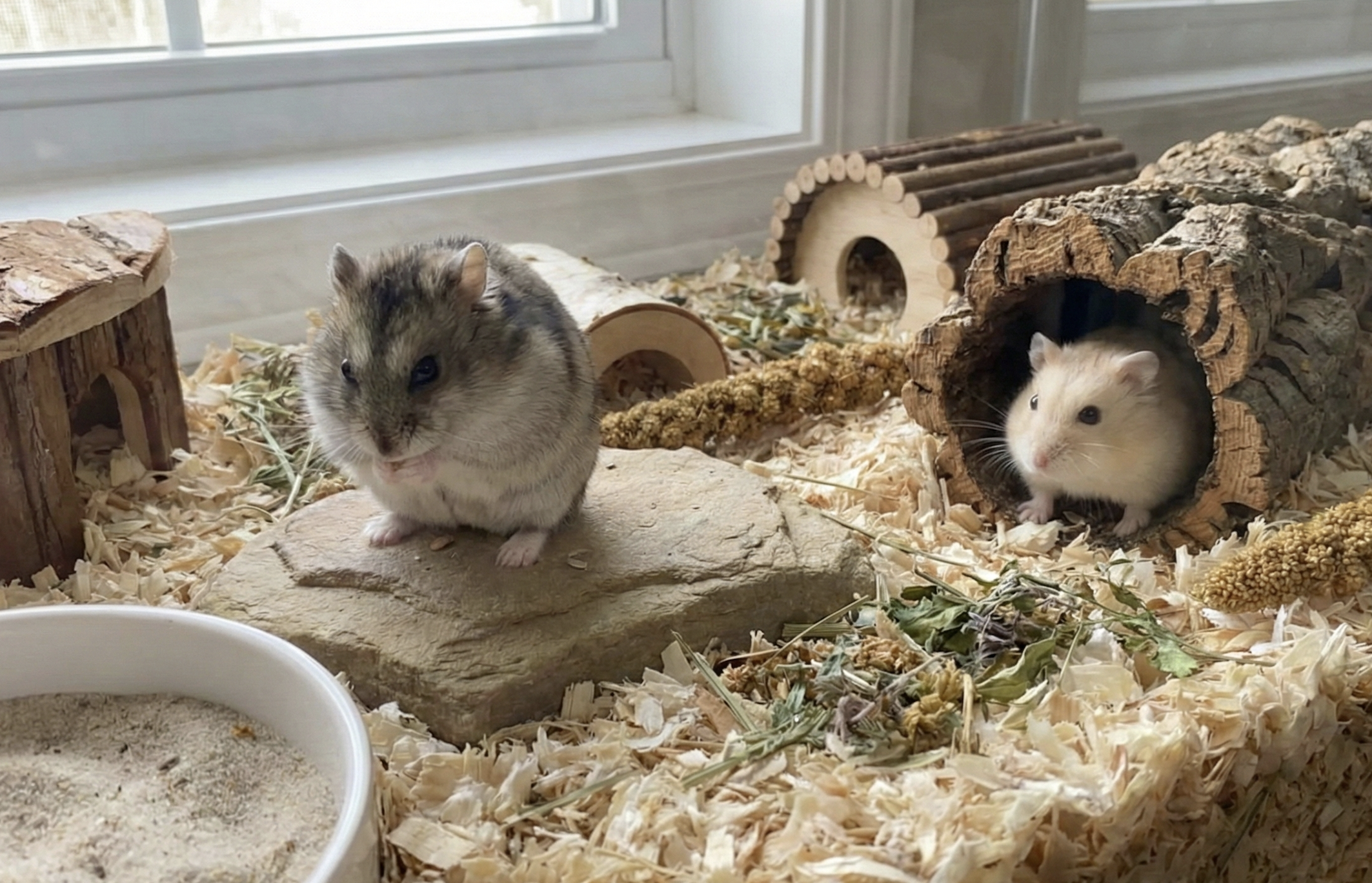 Hamsters Care: Guide to Habitat, Nutrition, and Health