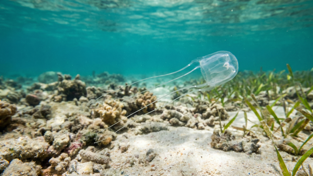 Irukandji Jellyfish (Carukia barnesi)