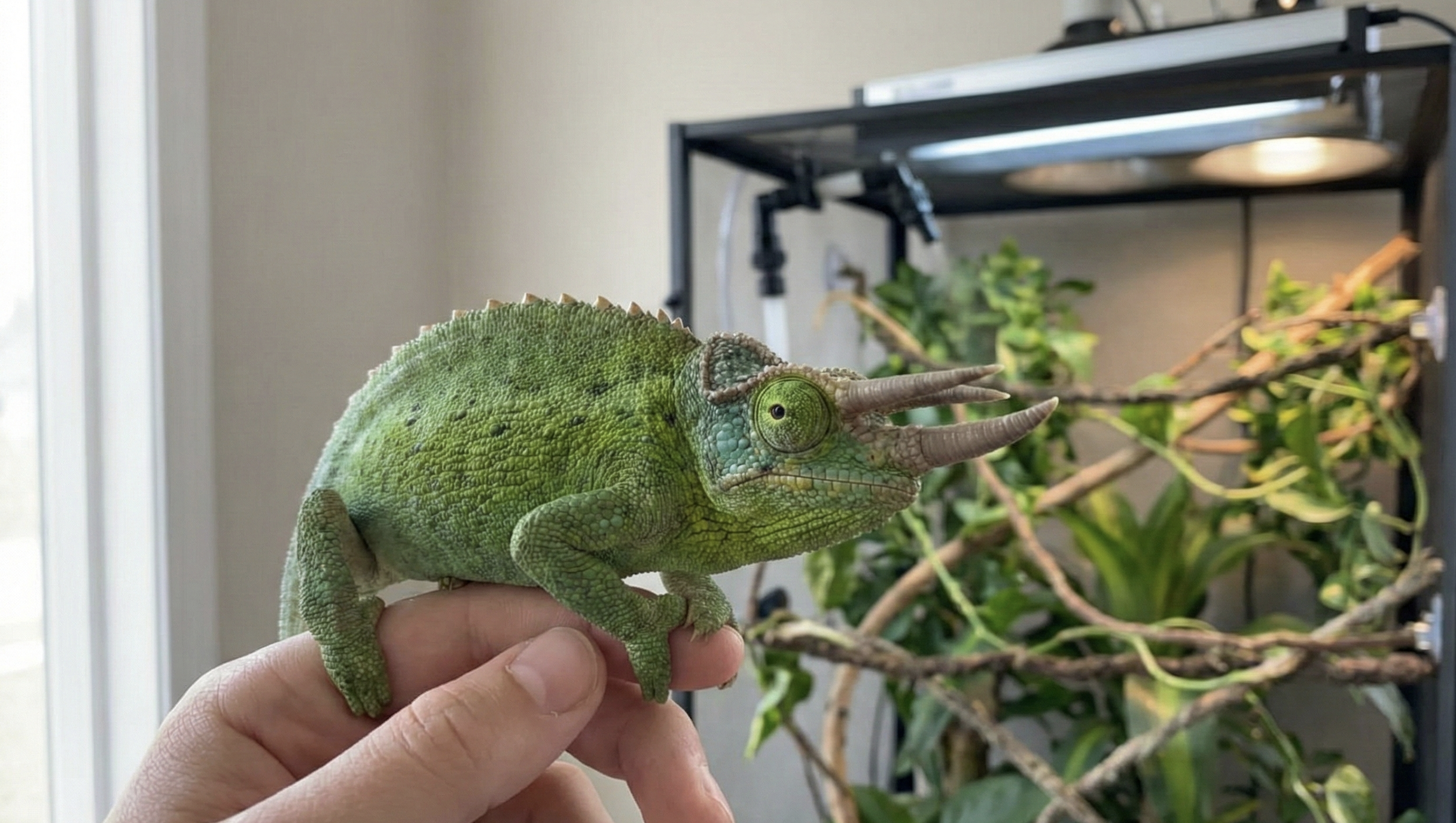 Jackson’s Chameleons: A Guide to the Montane Dinosaur
