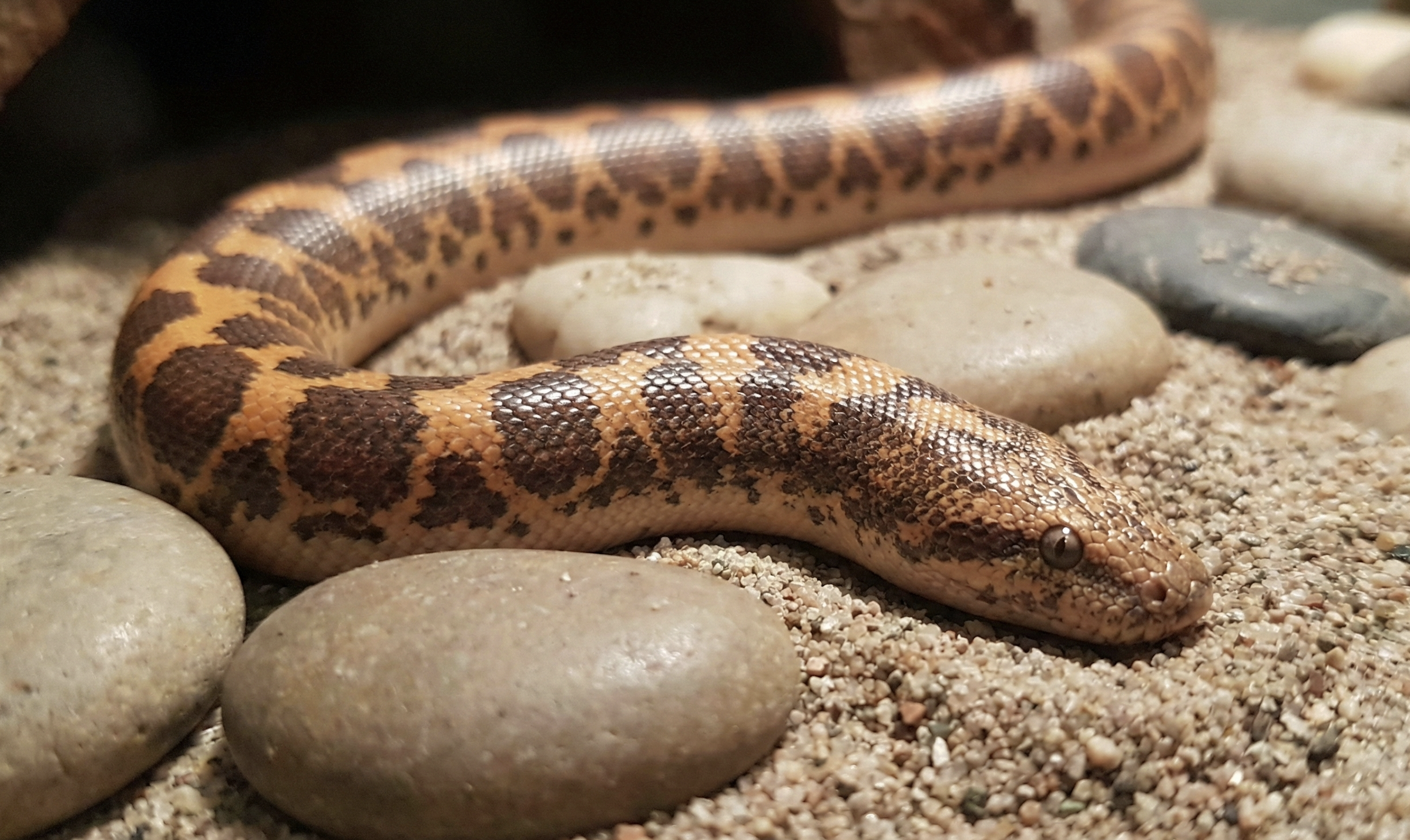 Kenyan Sand Boa: Mastering the Subterranean World