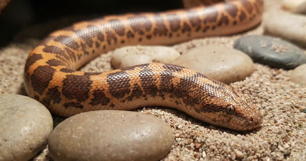Kenyan Sand Boa: The Ultimate Guide to the Burrowing Snake