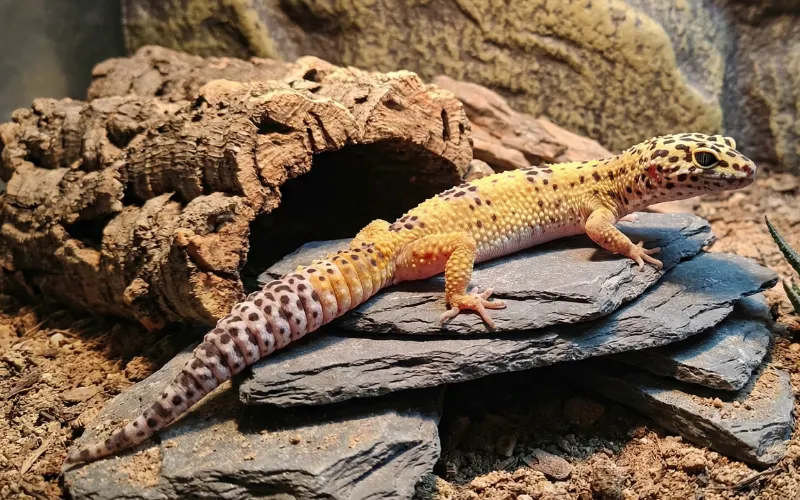 Leopard Gecko (Eublepharis macularius)