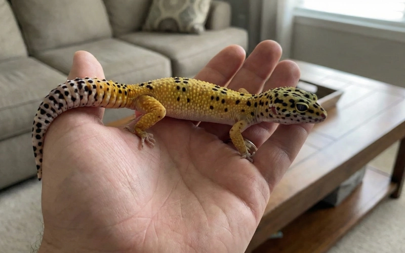 Leopard Gecko (Eublepharis macularius)