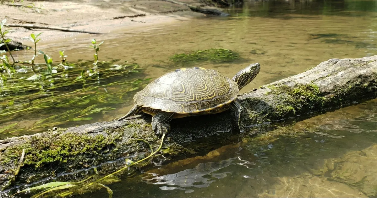 Map Turtles: A Complete Guide to The River Navigator