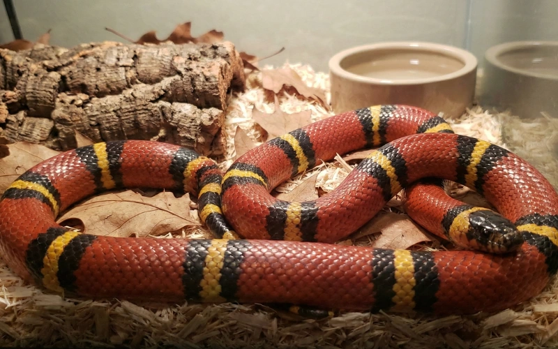 Mexican Milk Snake (L. t. annulata)