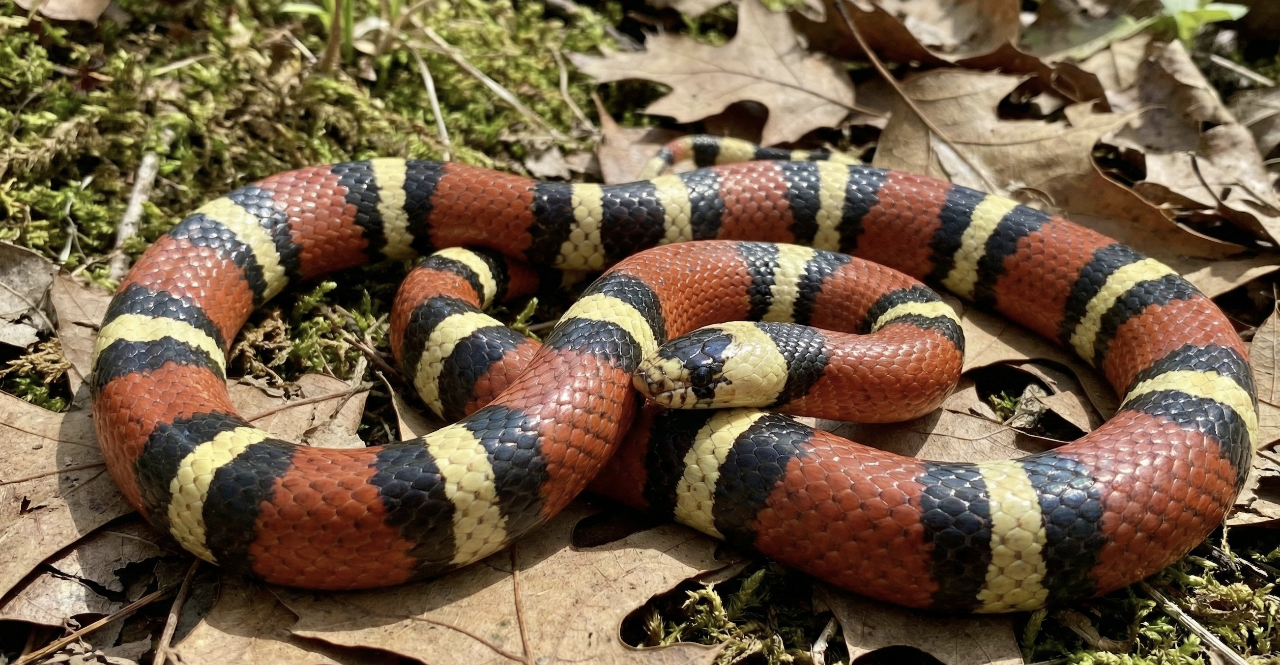 Milk Snake Care: A Complete Guide to the Harmless Mimic