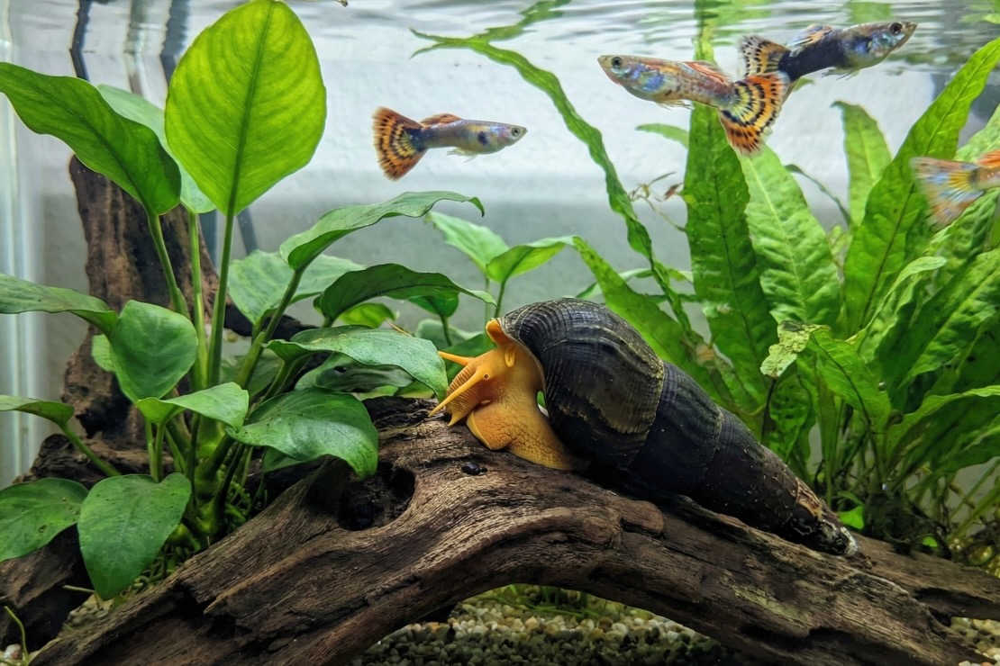 Rabbit Snails