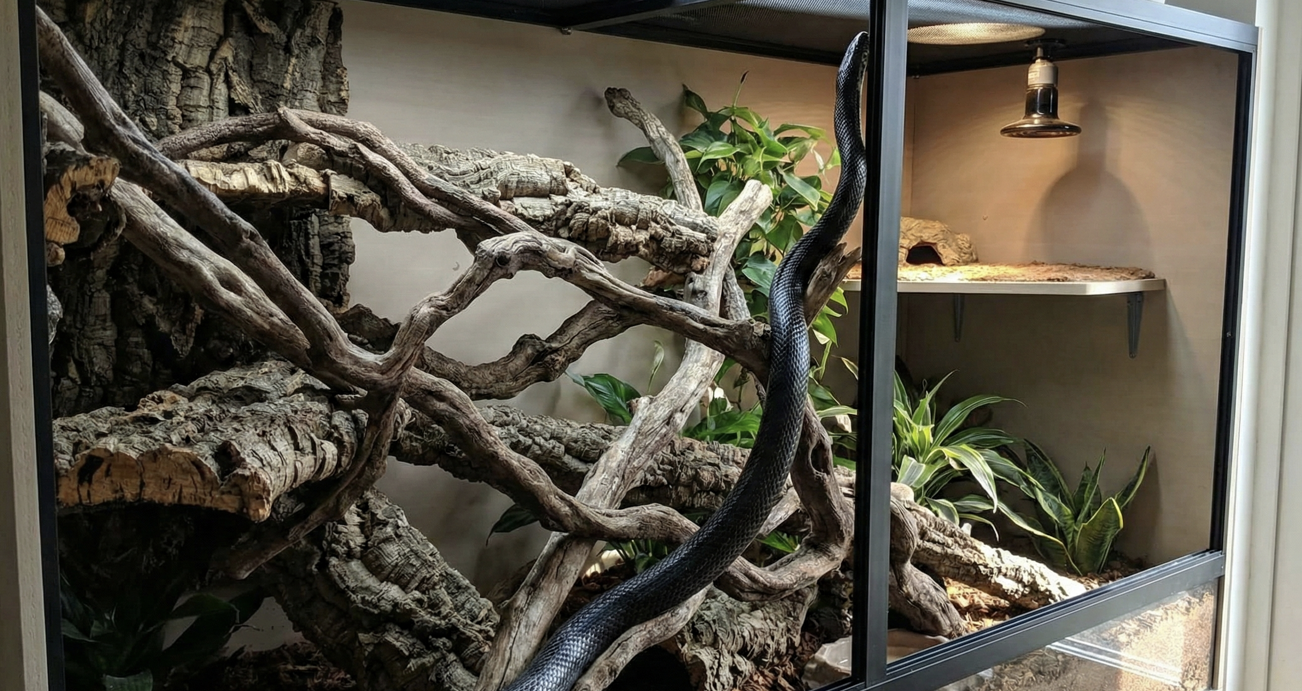 American Rat Snake Care Guide: The Versatile Climber
