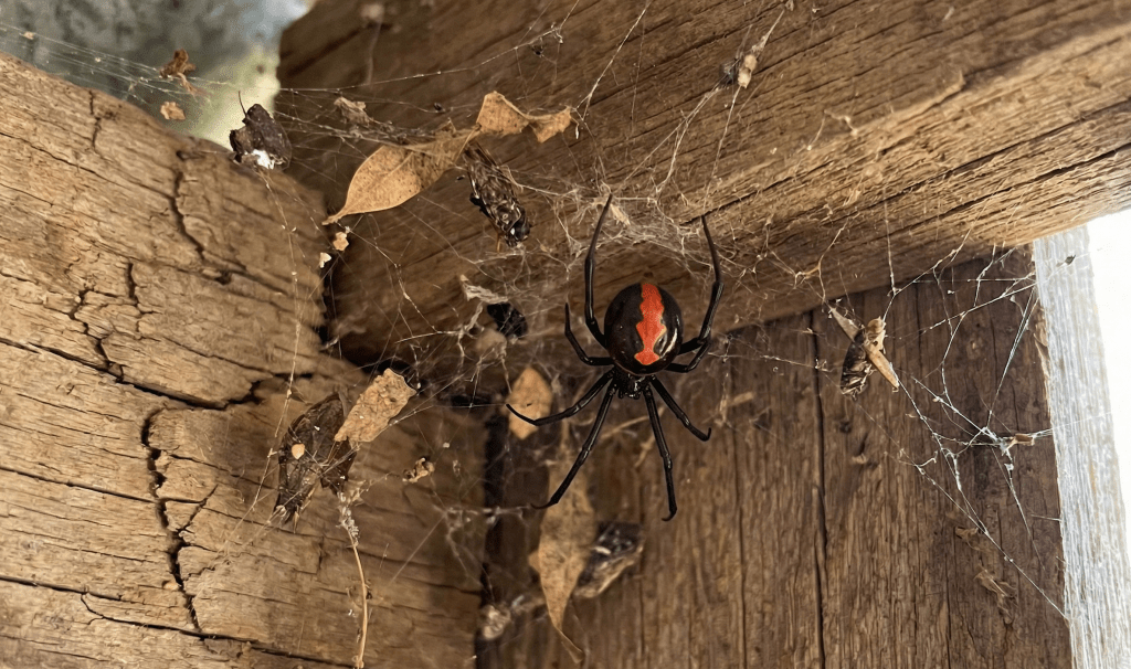 Redback Spider (Latrodectus hasselti) australia