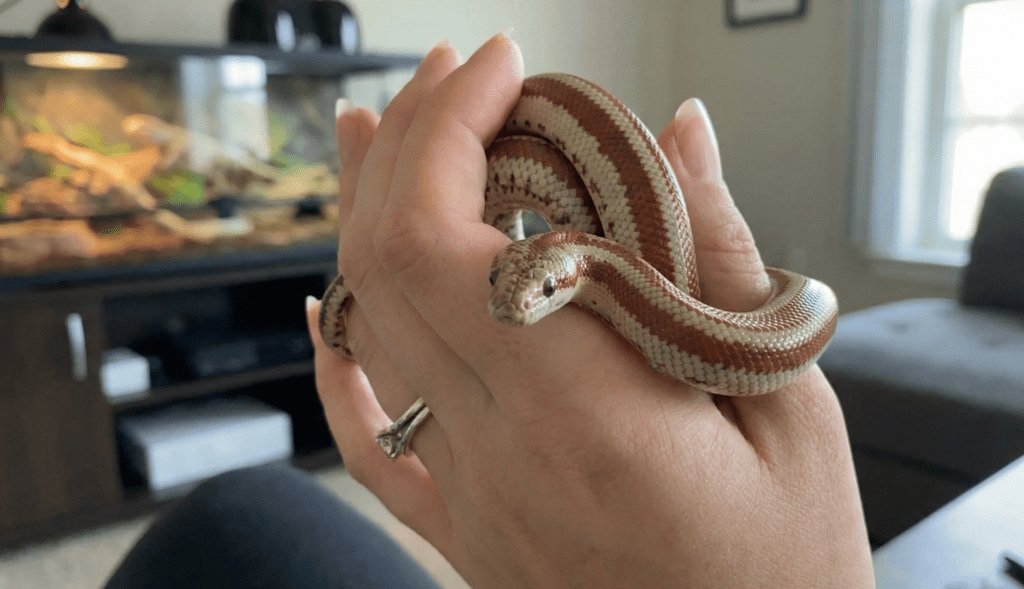 Rosy Boa (Lichanura trivirgata)