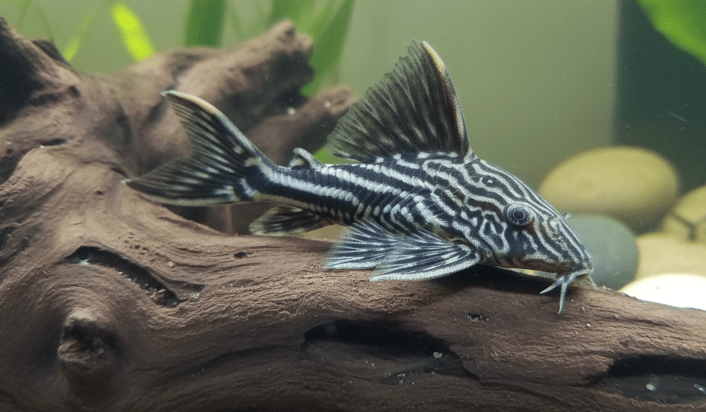 Royal Pleco (Panaque nigrolineatus)