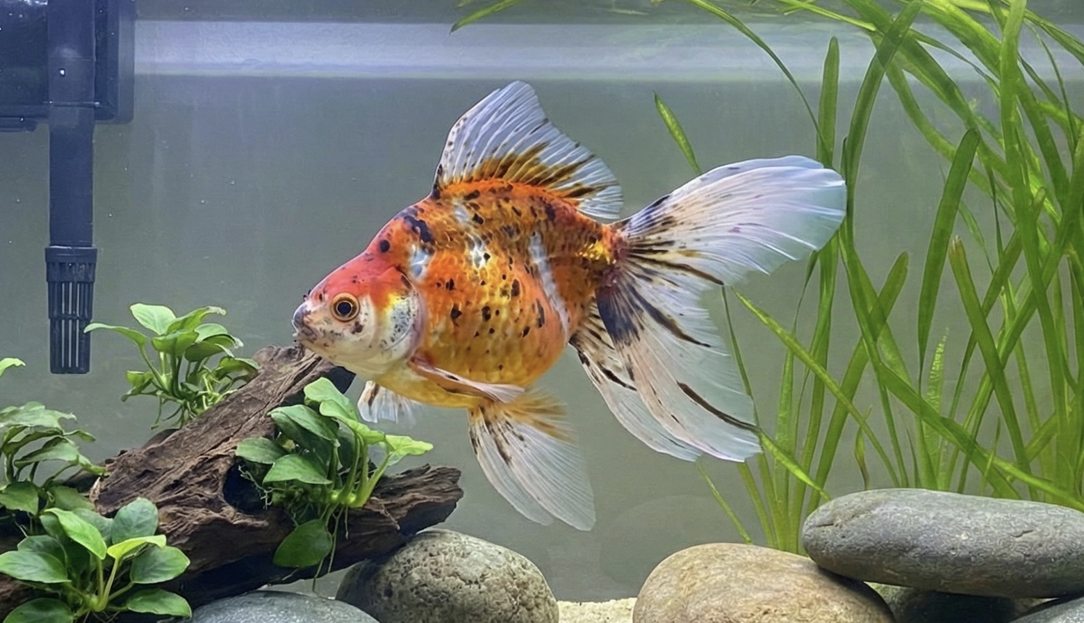 Ryukin Goldfish Care Guide: Tank Size, Diet & Swimming Needs