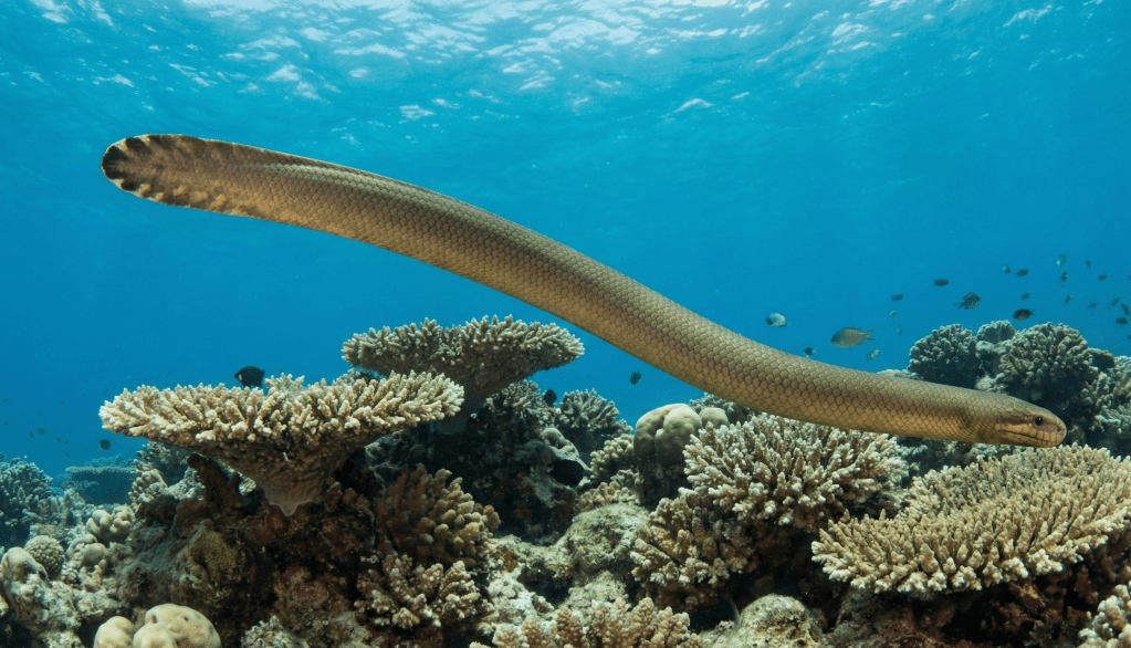 sea snakes Australia 
