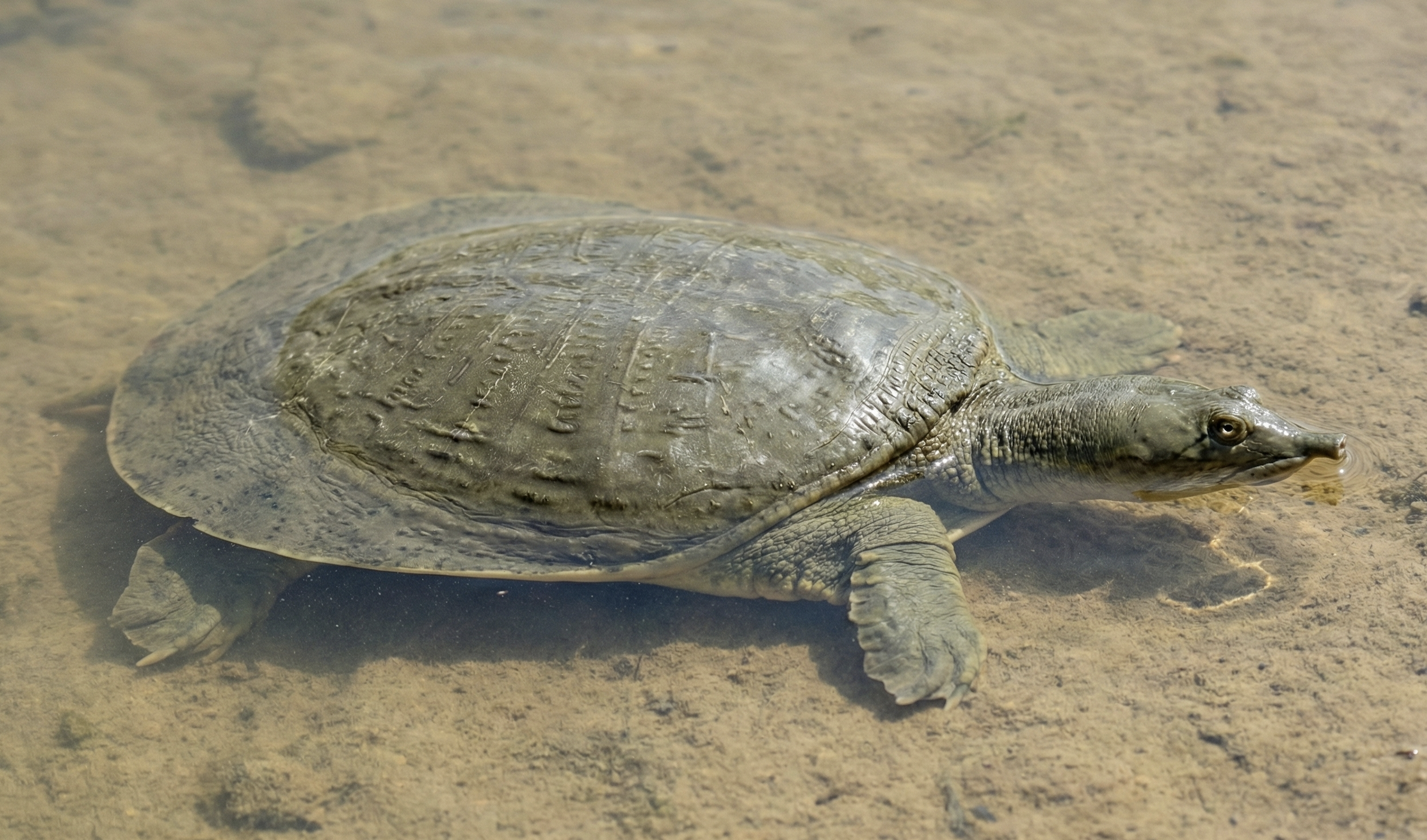 Softshell Turtles: A Guide to Handling and Habitat