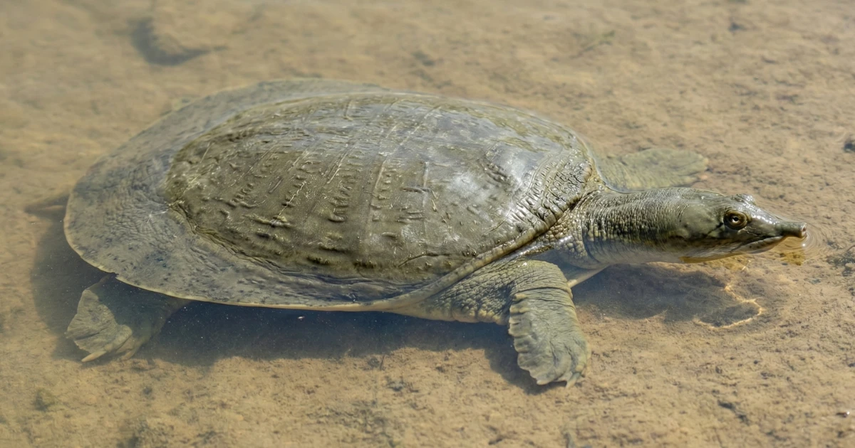 Softshell Turtles: A Guide to Handling and Habitat