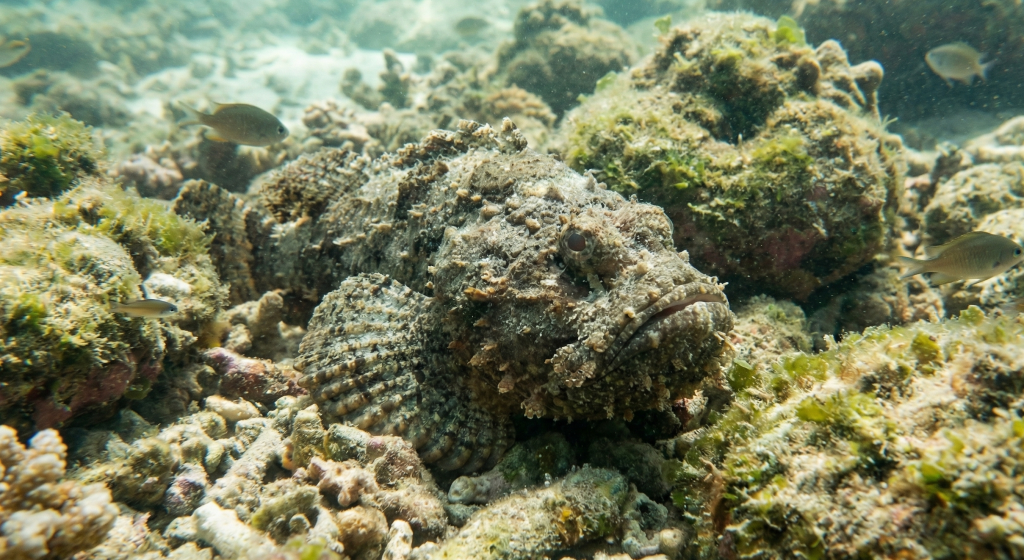 Stonefish (Synanceia)