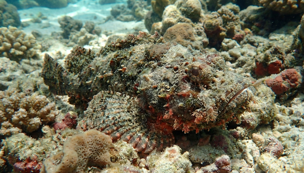 Stonefish (Synanceia verrucosa)