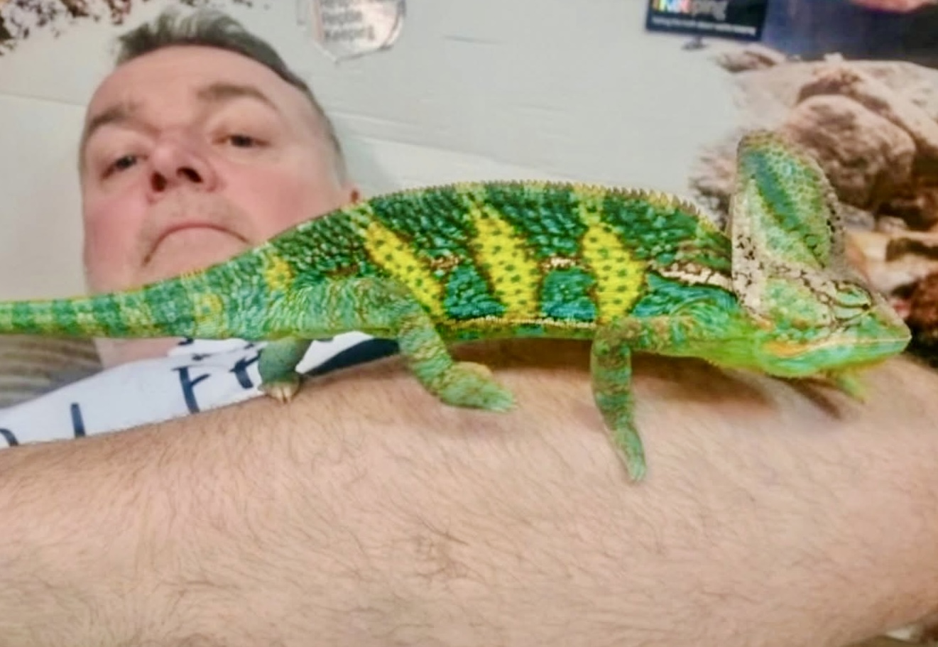 Veiled Chameleons: A Guide to the Crowned King of the Trees