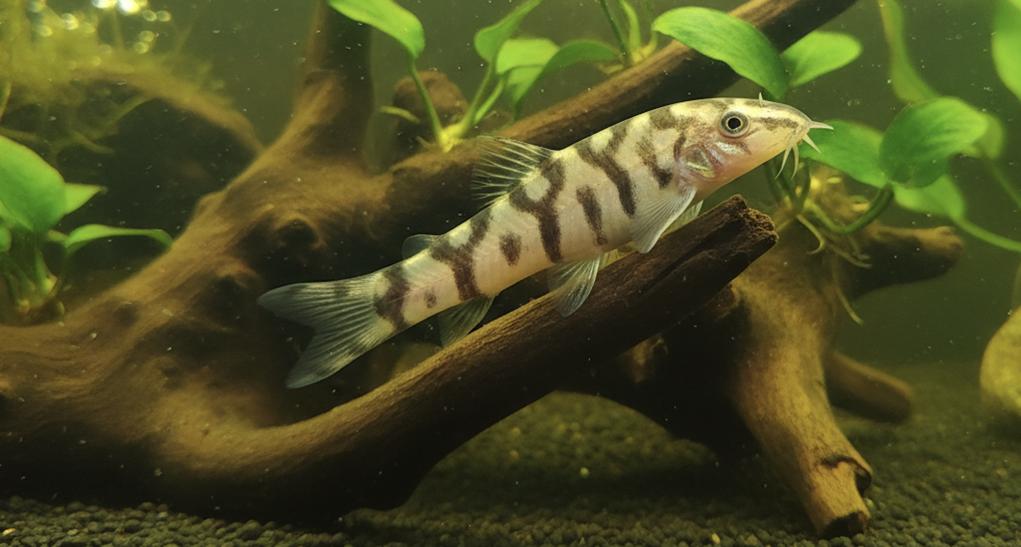 Yoyo Loaches Care Guide: Tank Size, Diet, Tank Mates & Lifespan