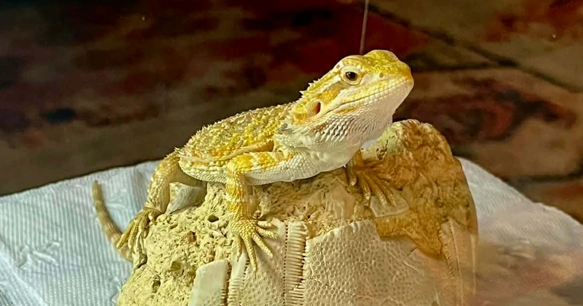 Bearded Dragon Setup: How to Create a Thriving Habitat