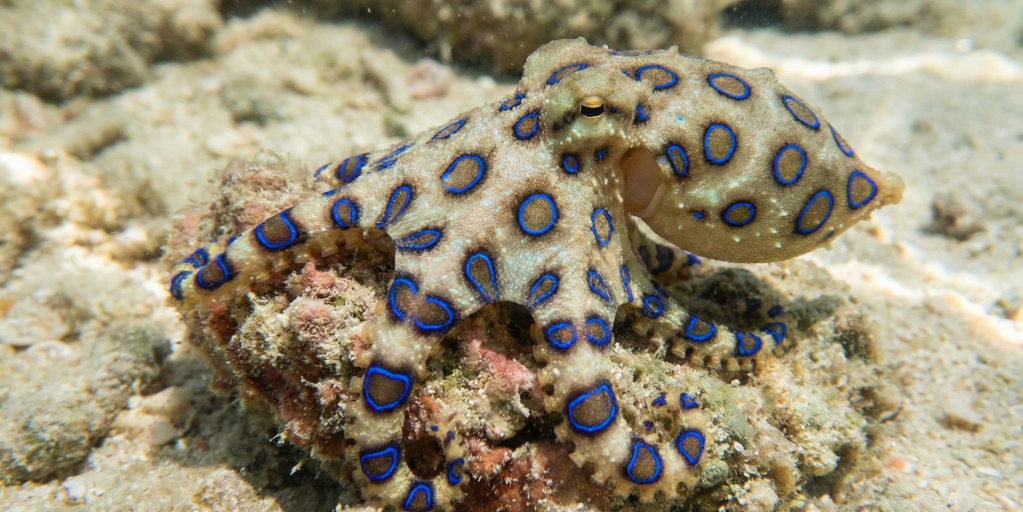 greater blue-ringed octopus (Hapalochlaena lunulata)