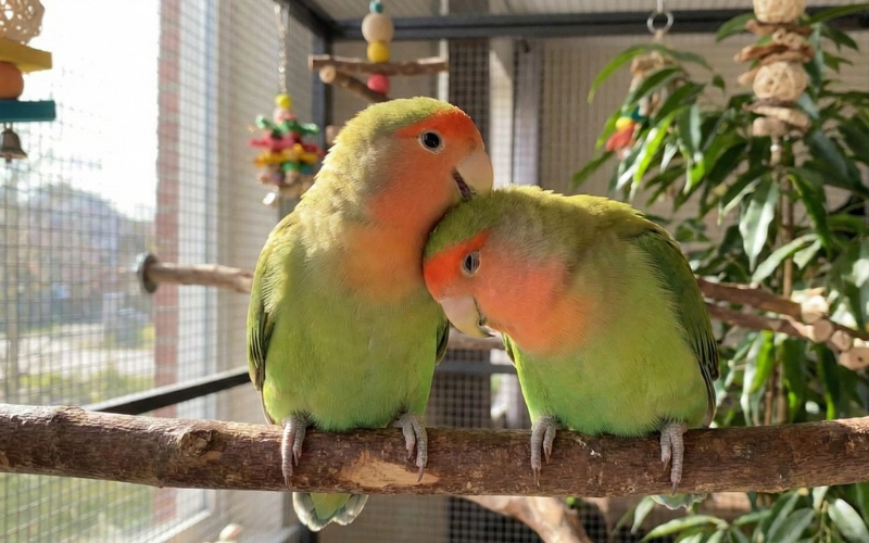 lovebirds (Agapornis)