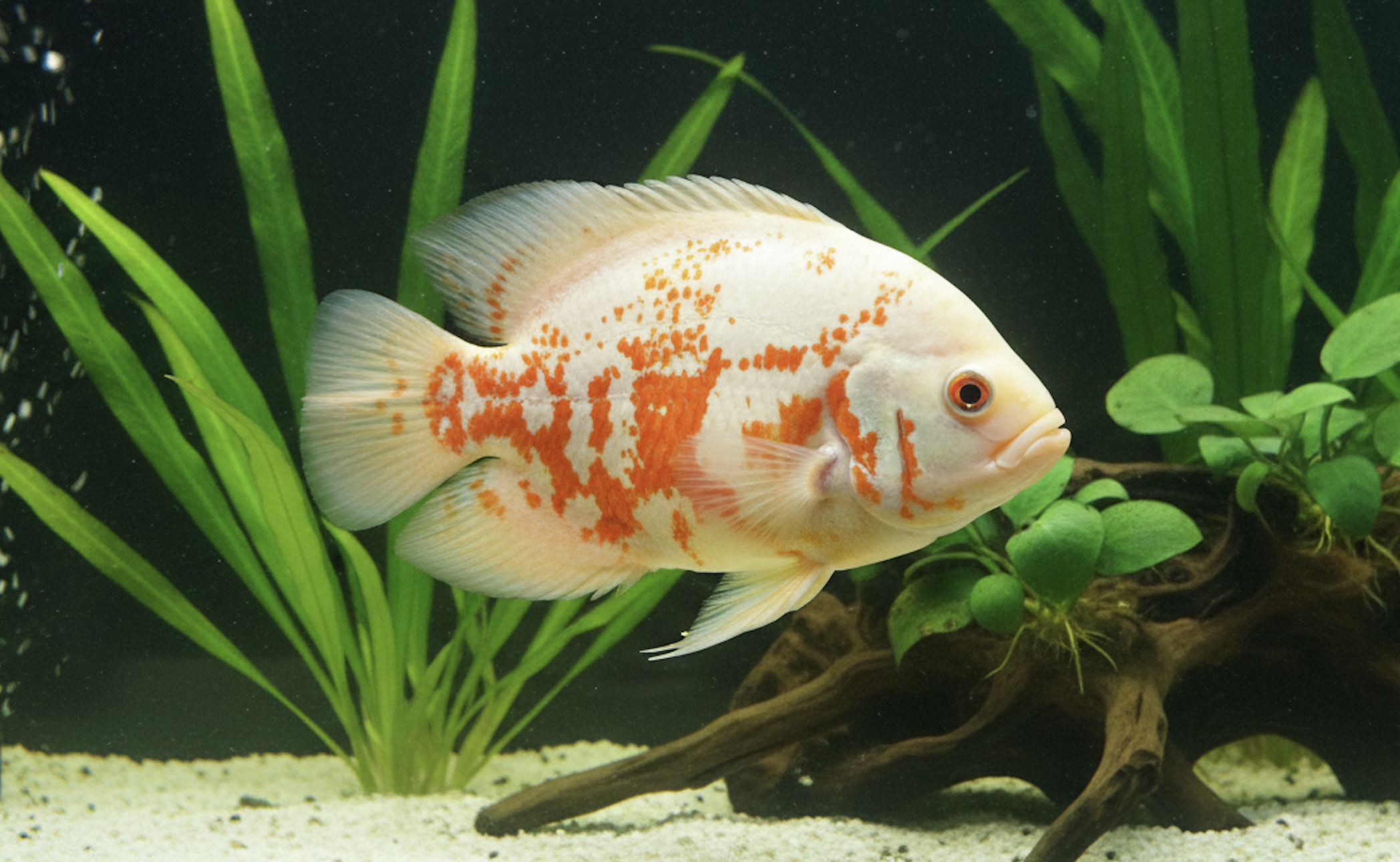 Albino Oscar Fish: A Guide to the Pale Monarch