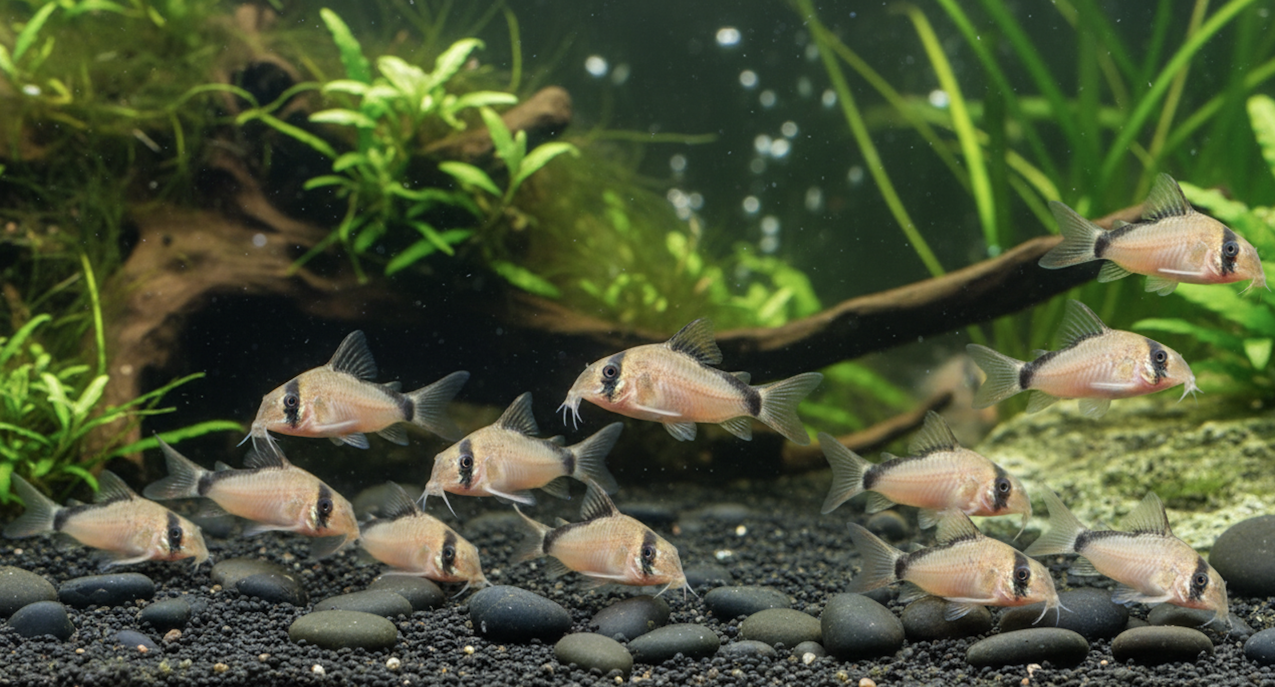 Bandit Corydoras Care Guide: Tank Size, Diet, Substrate & Schooling