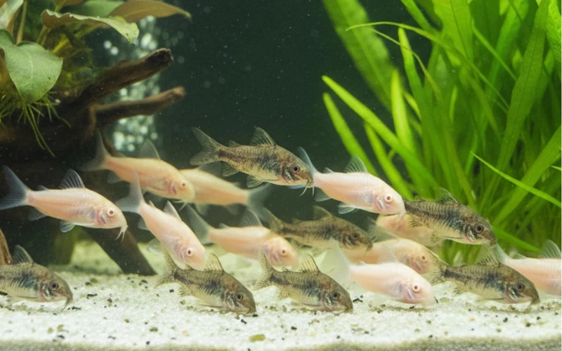 classic cory, classic corydoras