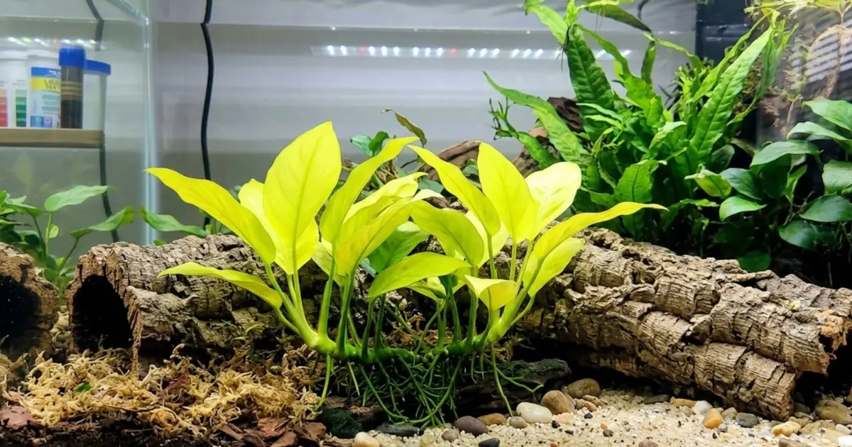 Golden Anubias Care Guide: Planting, Lighting, and Propagation