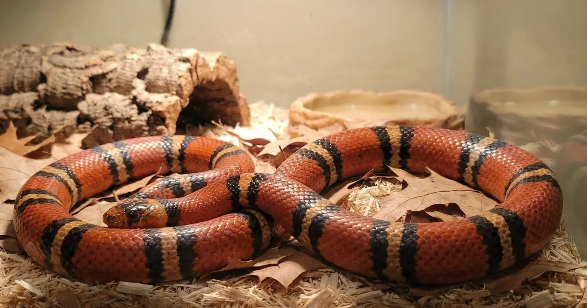 Honduran Milk Snakes Guide: Housing, Diet, and Temperament