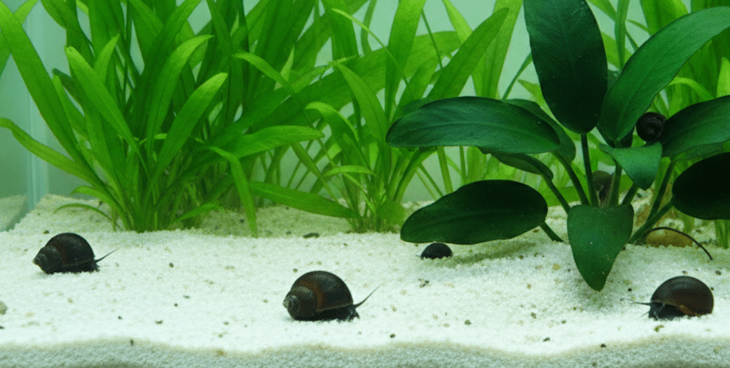 Military Helmet Nerite Snail (Neritina pulligera)