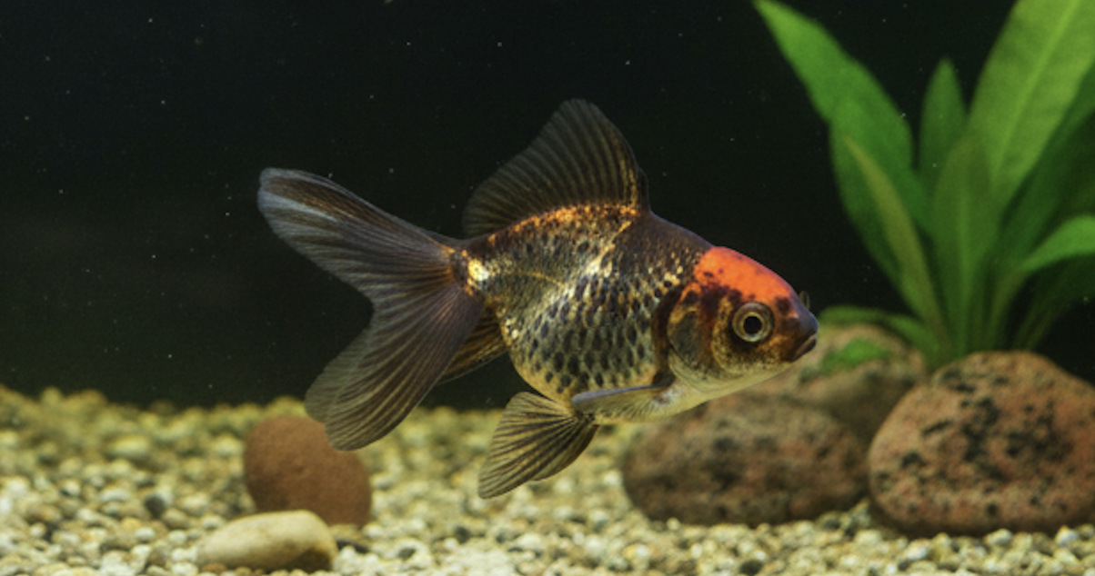 Oranda Goldfish: A Guide to the Crowned Fancy