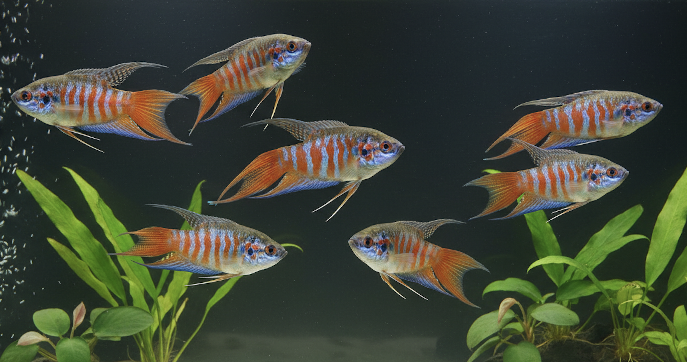 Paradise Fish Care Guide: Tank Size, Diet & Tank Mates