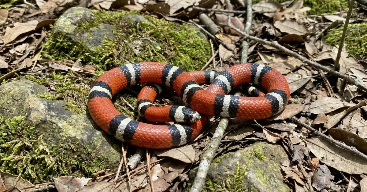 Pueblan Milk Snakes Care Guide: Housing, Diet, and Temperament