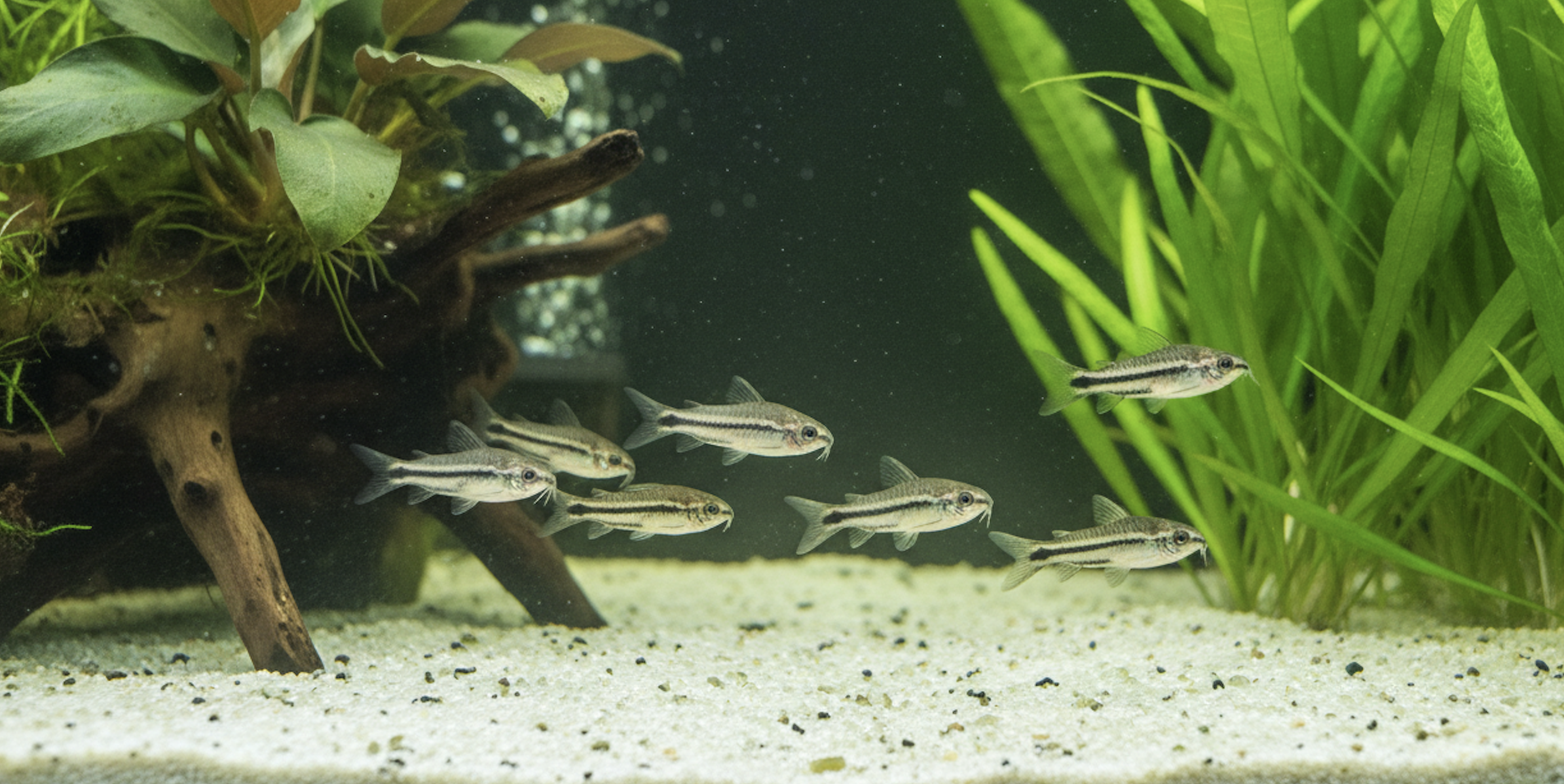 Pygmy Corydoras: A Guide to the Nano Catfish