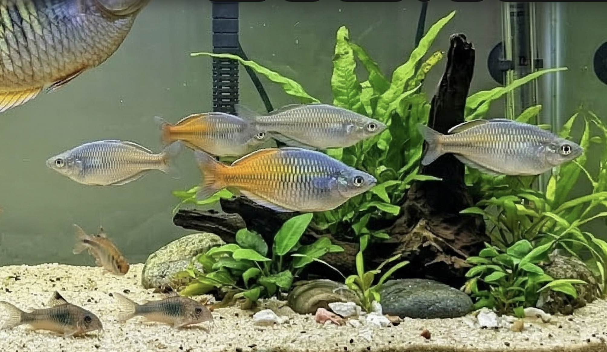 Rainbowfish Care Guide: Tank Size, Diet, and Tankmates
