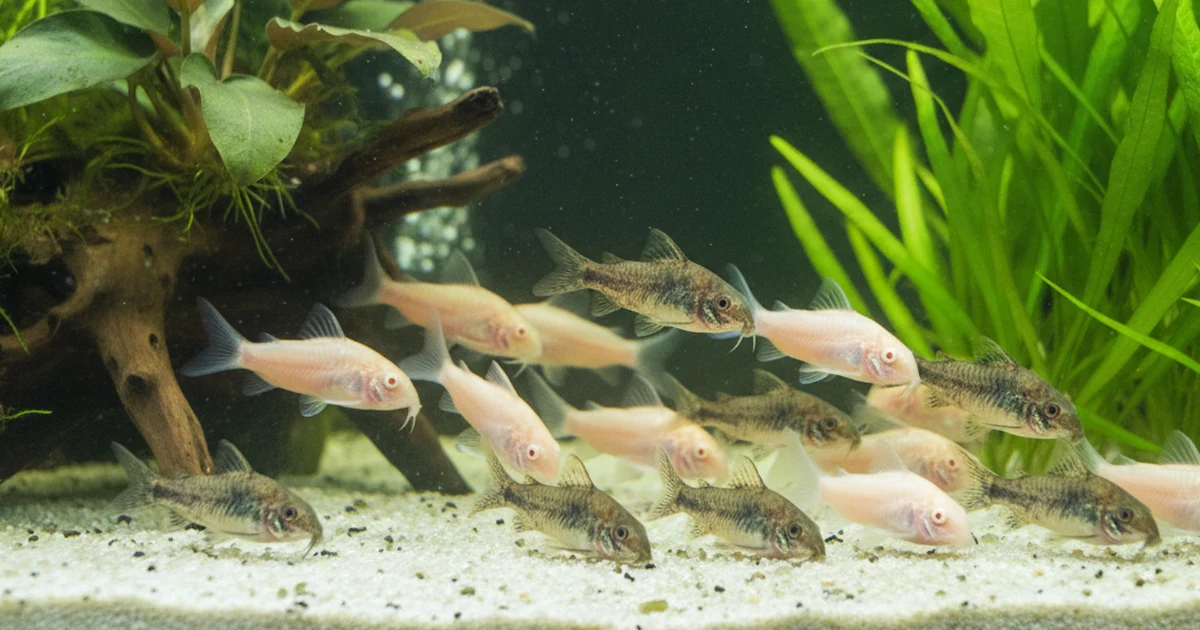 Shoaling Fish Guide: Stocking Numbers, Best Species, and Care