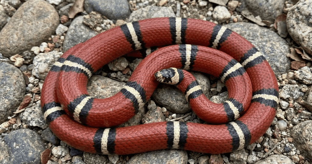 Sinaloan milk snake