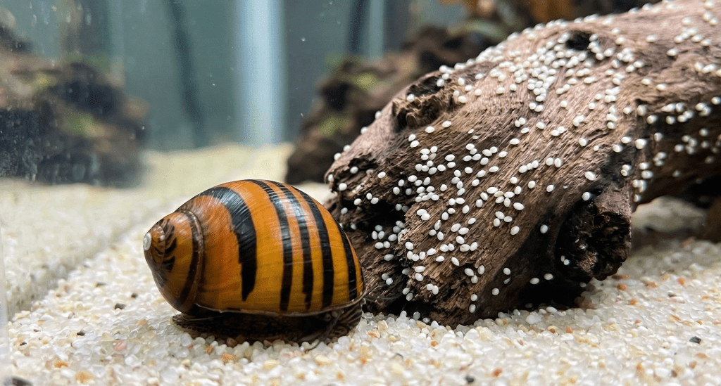 female Onion Nerite Snail  (Vittina semiconica) 