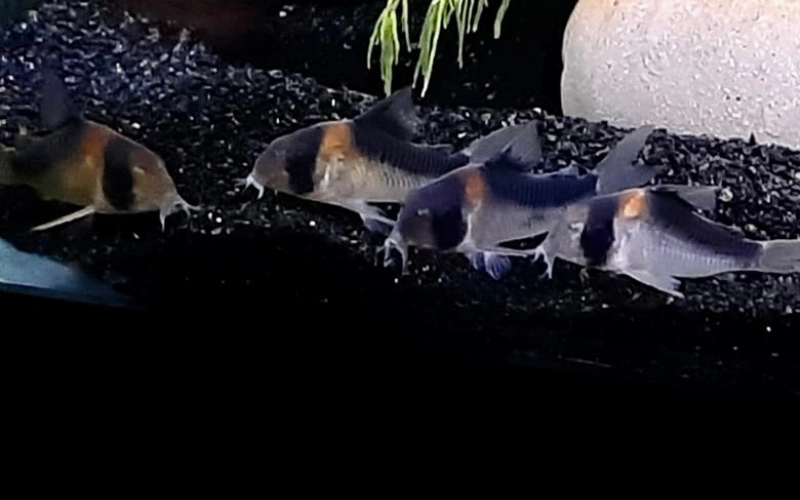 Adolfo's Corys