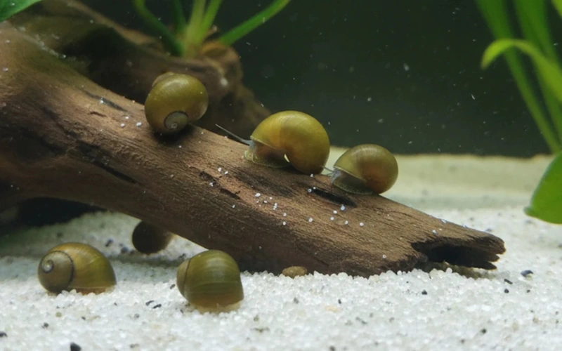 olive nerite snails in content