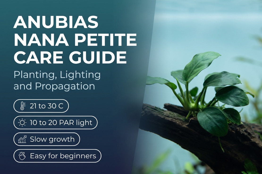 Anubias Nana Petite