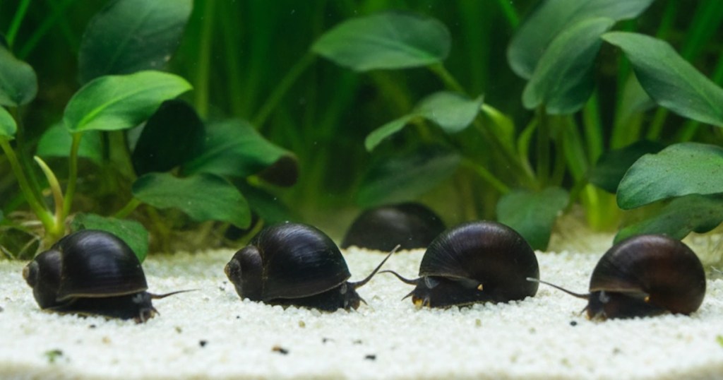 Black Nerite Snails (often Vittina turrita)