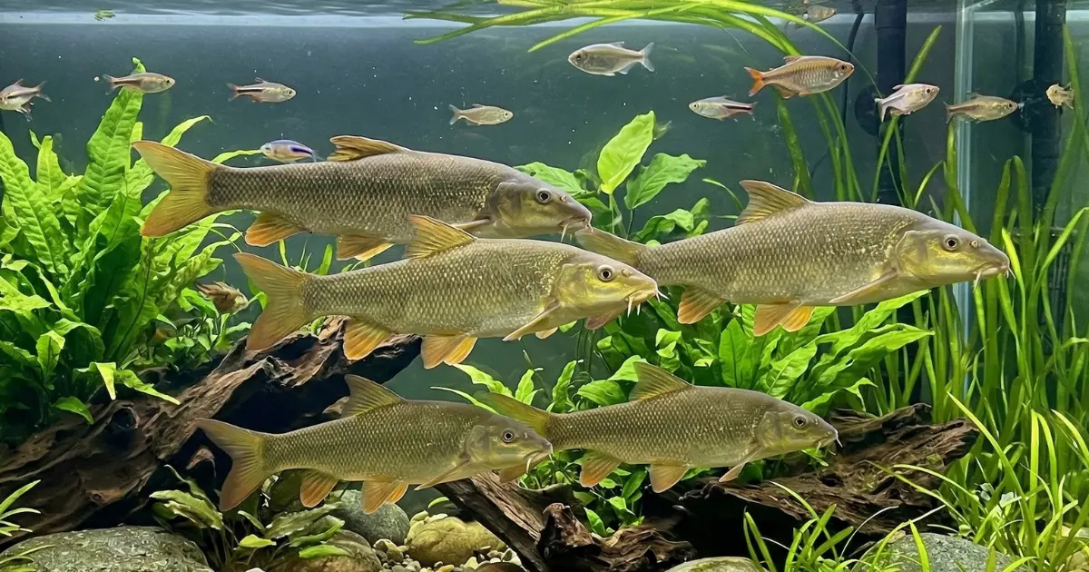 Common Barbs Care Guide: Tank Size, Diet, and Lifespan