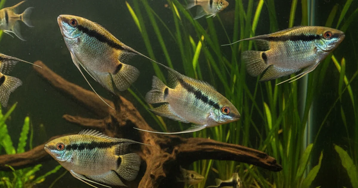 Flag Cichlids Care Guide: Tank Size, Diet, and Tankmates